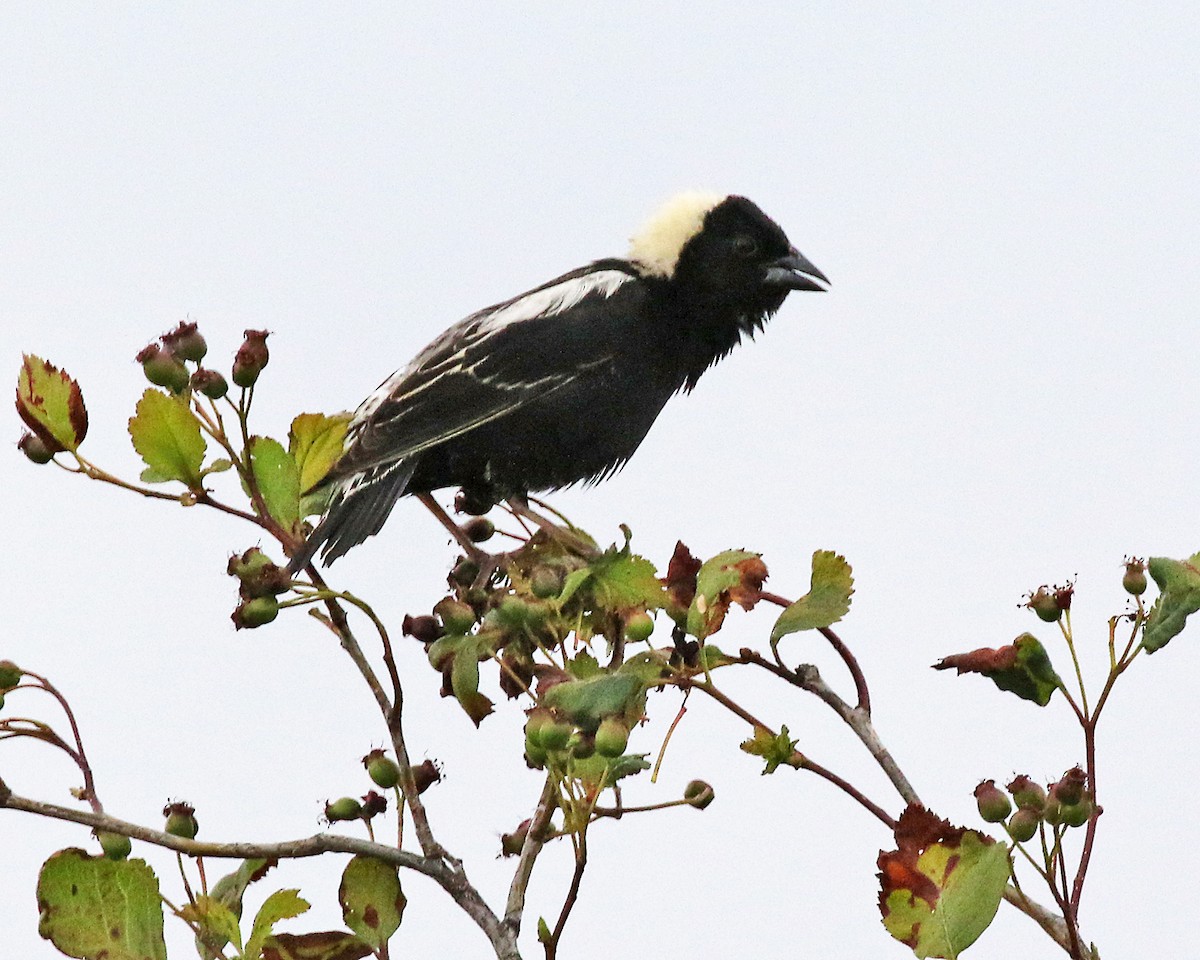 bobolink americký - ML620734697