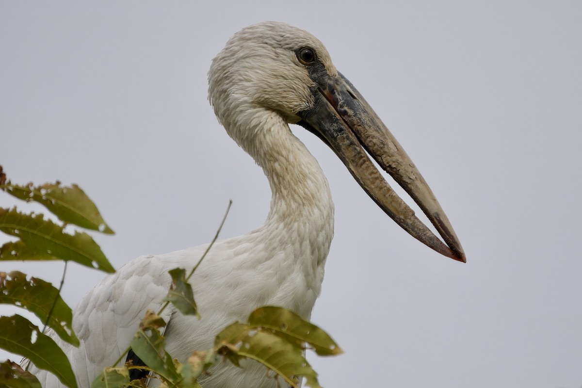 Asian Openbill - ML620734700