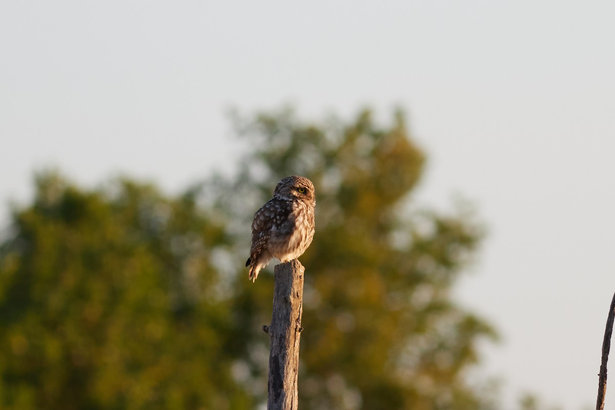 Tawny Owl - ML620734702