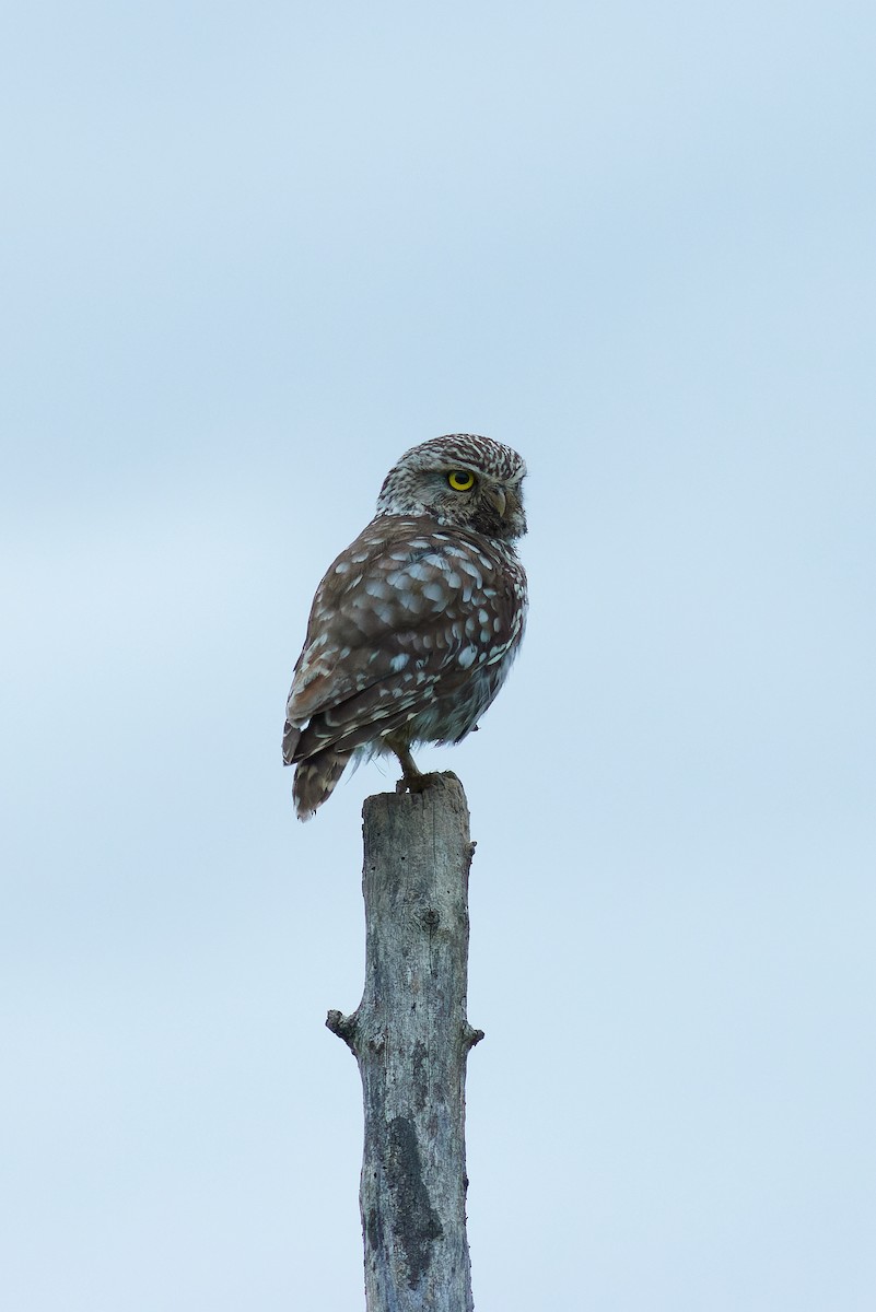 Tawny Owl - ML620734703