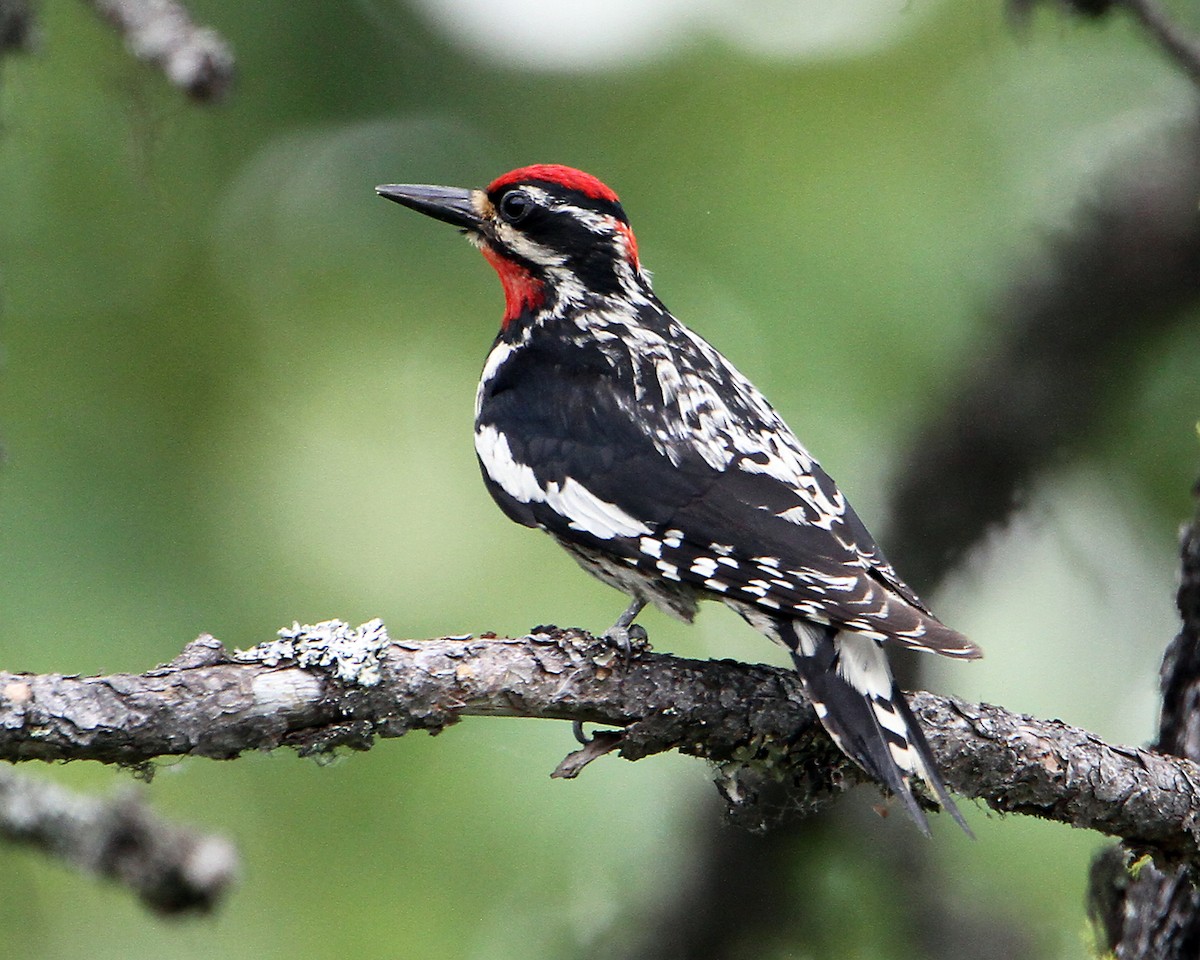 Red-naped Sapsucker - Marlene Cashen