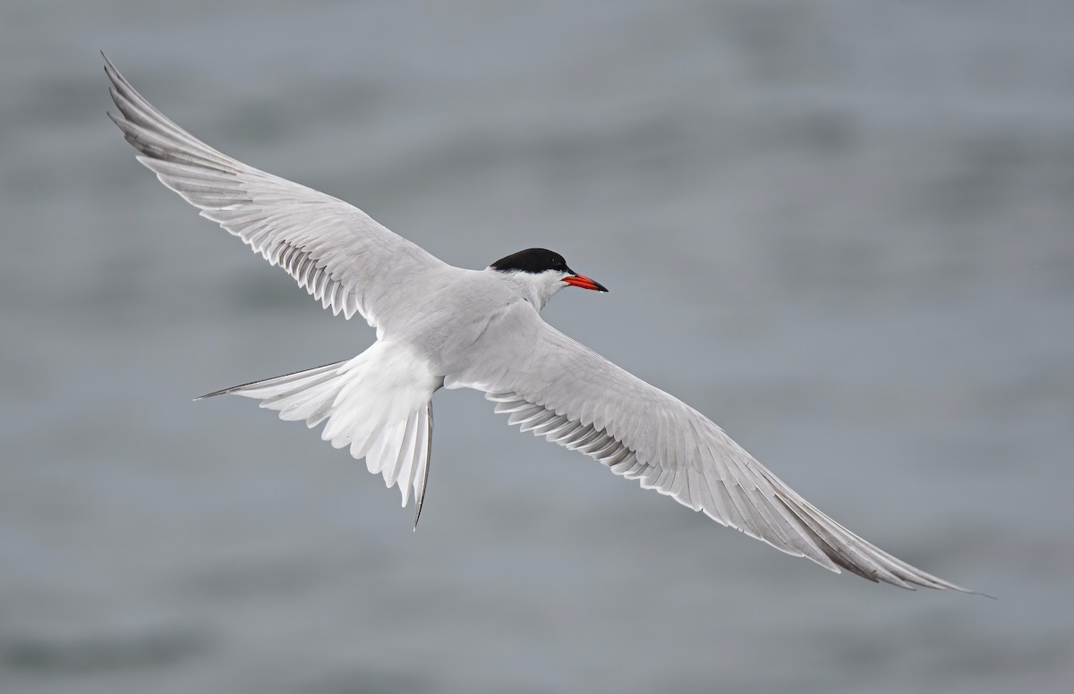 Common Tern - ML620734706