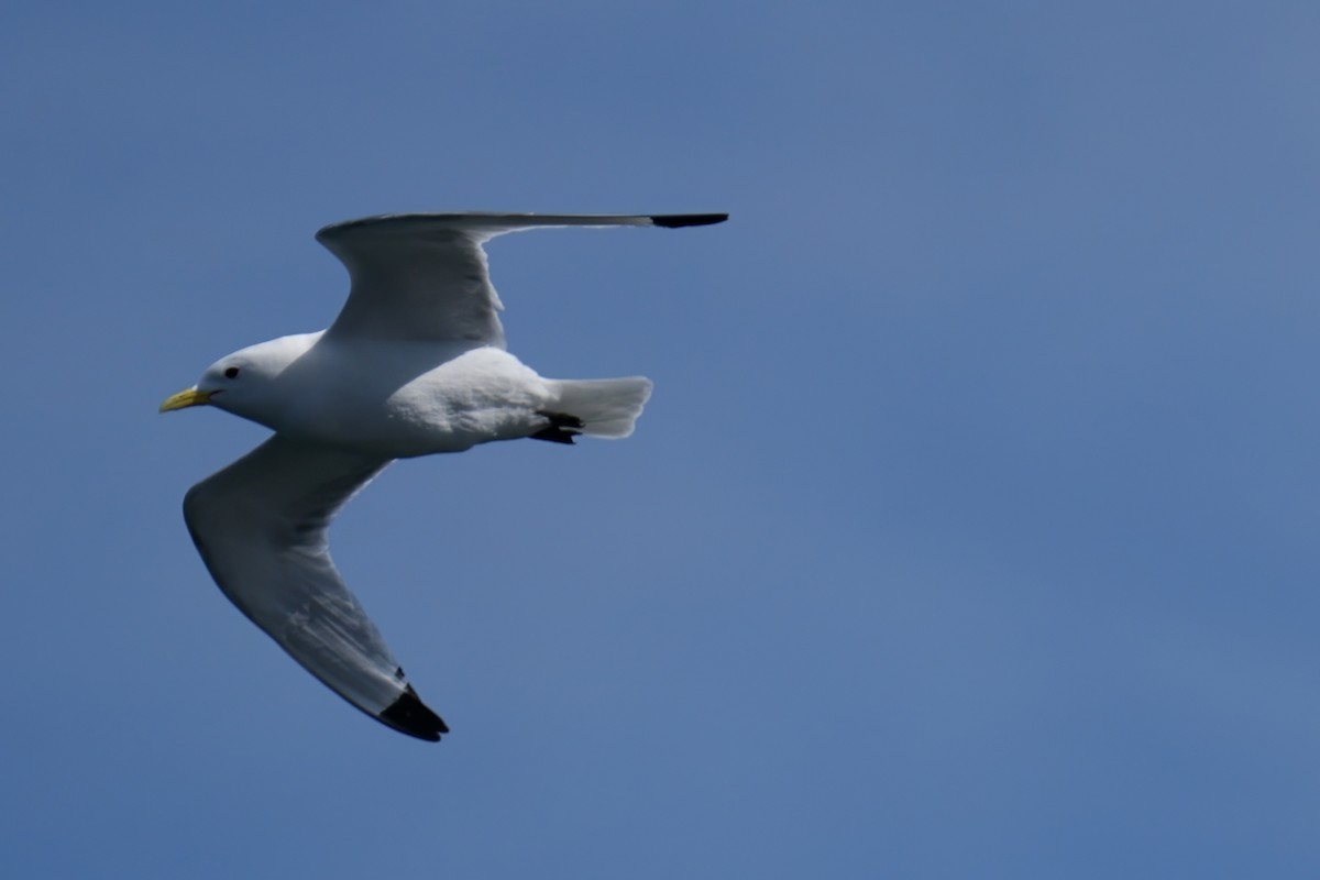 Black-legged Kittiwake - ML620734707