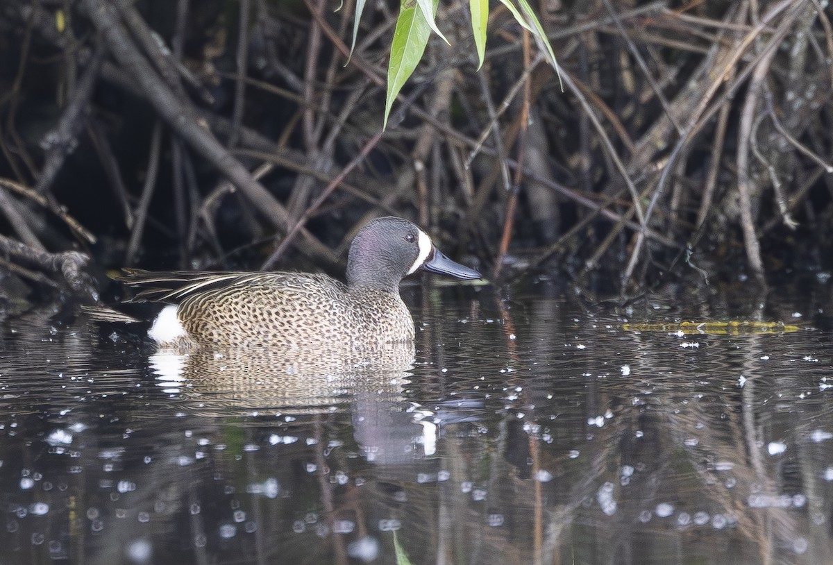 Blue-winged Teal - ML620734708