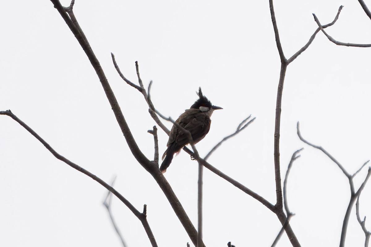 Red-whiskered Bulbul - ML620734711