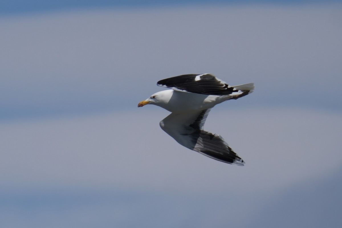 Great Black-backed Gull - ML620734712