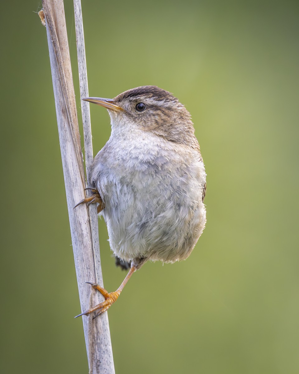 Marsh Wren - ML620734713