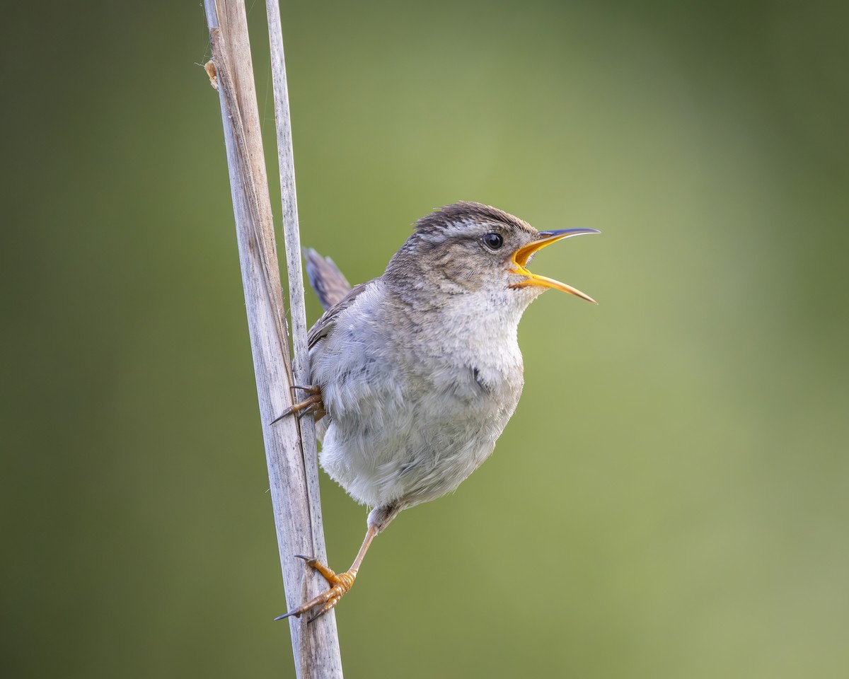 Marsh Wren - Chris Steinbronn