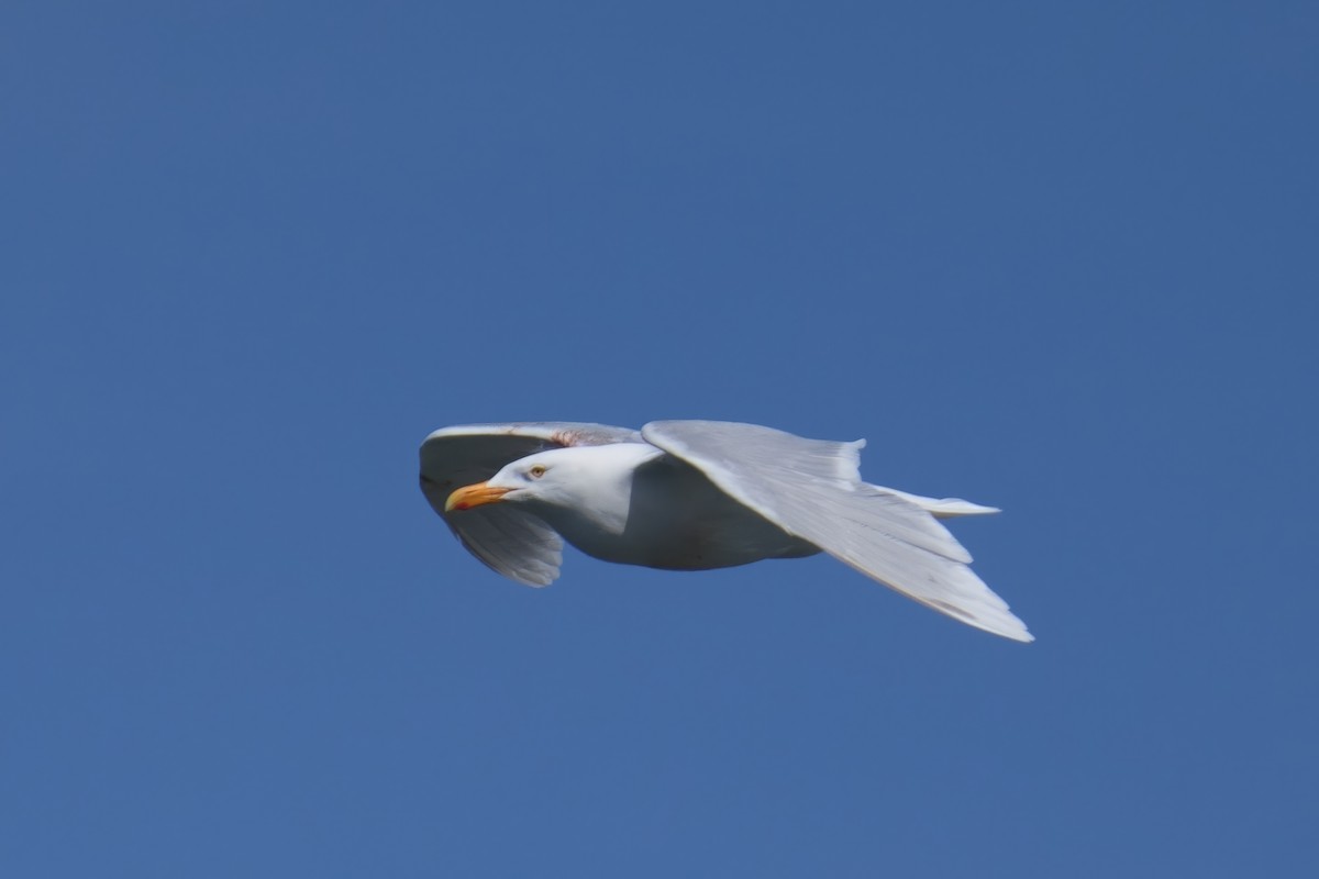 Glaucous Gull - ML620734716