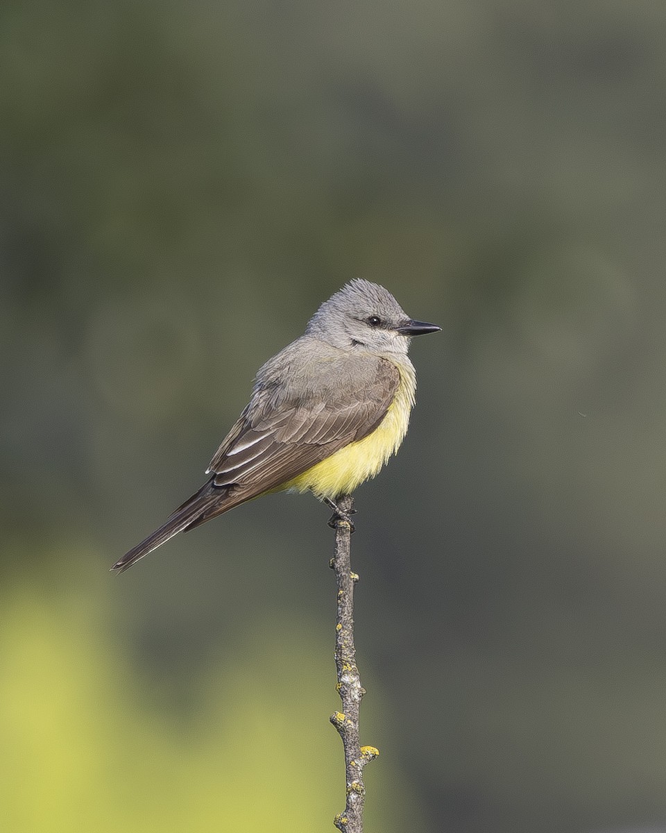 Western Kingbird - ML620734718