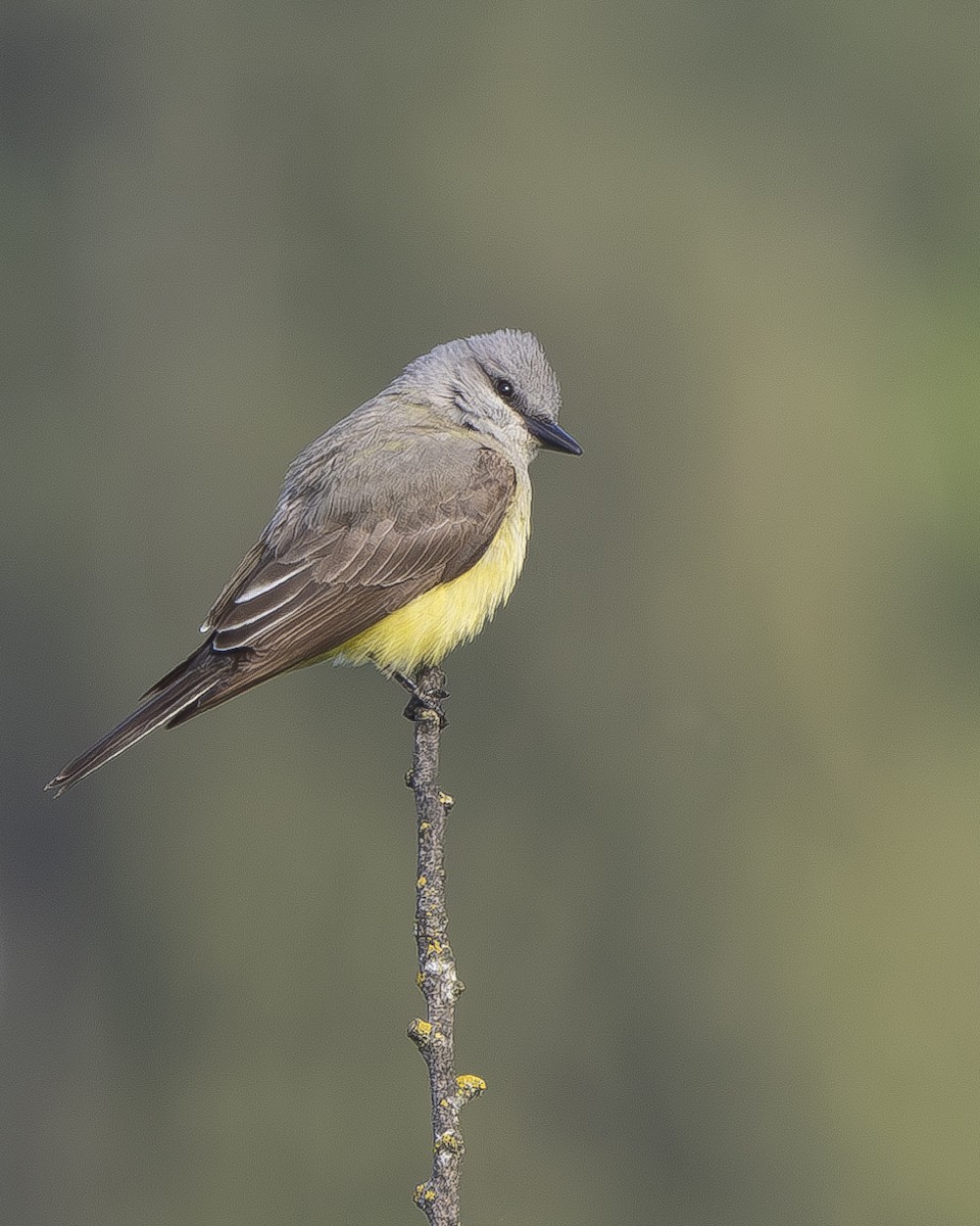 Western Kingbird - ML620734719