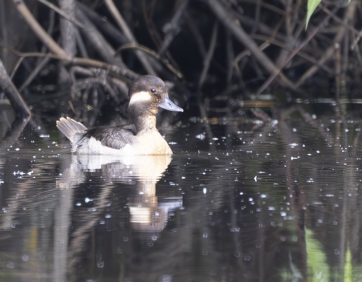 Bufflehead - ML620734721