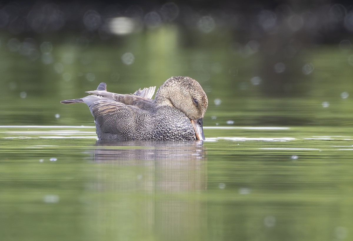 Gadwall - ML620734722