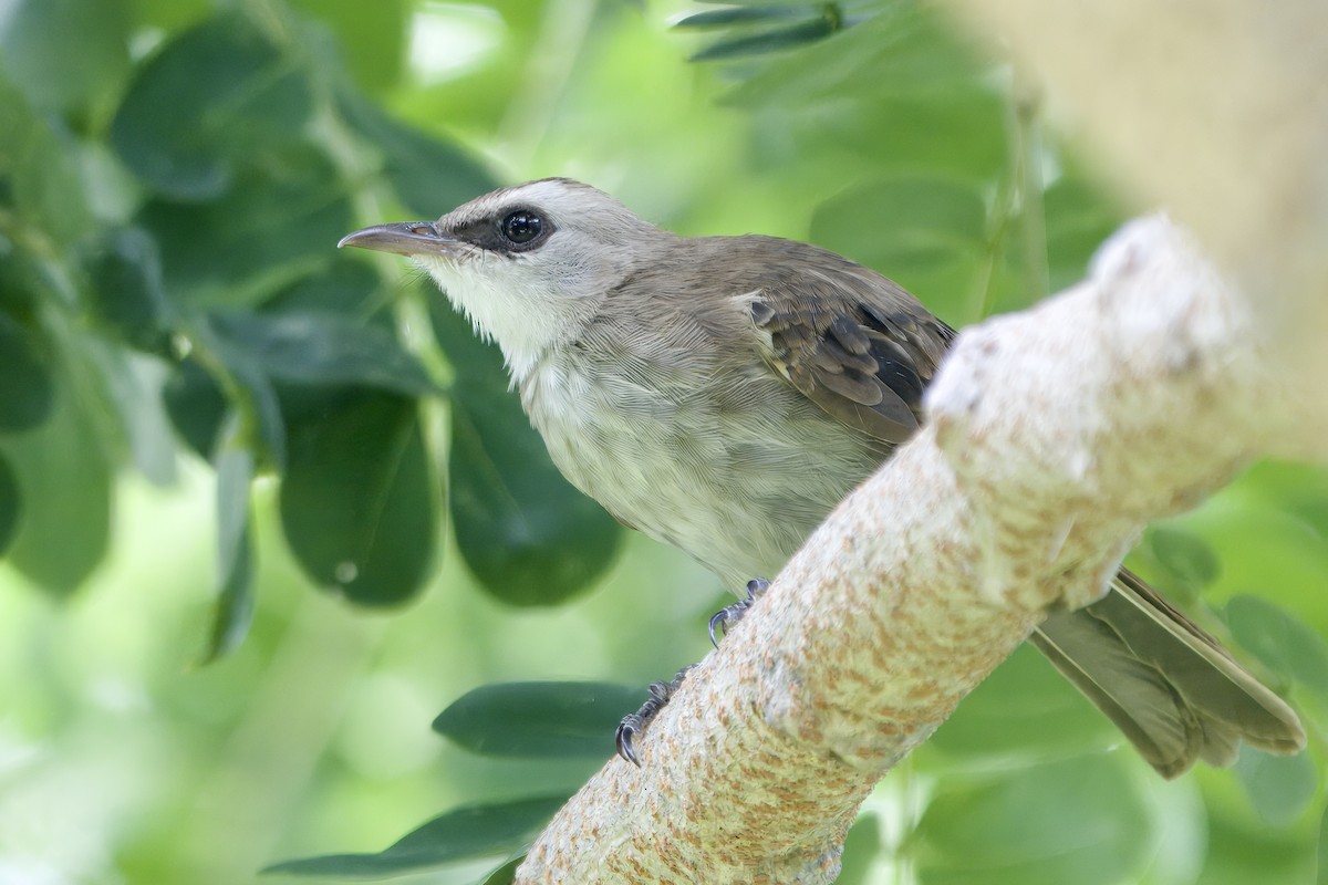 Yellow-vented Bulbul - ML620734723