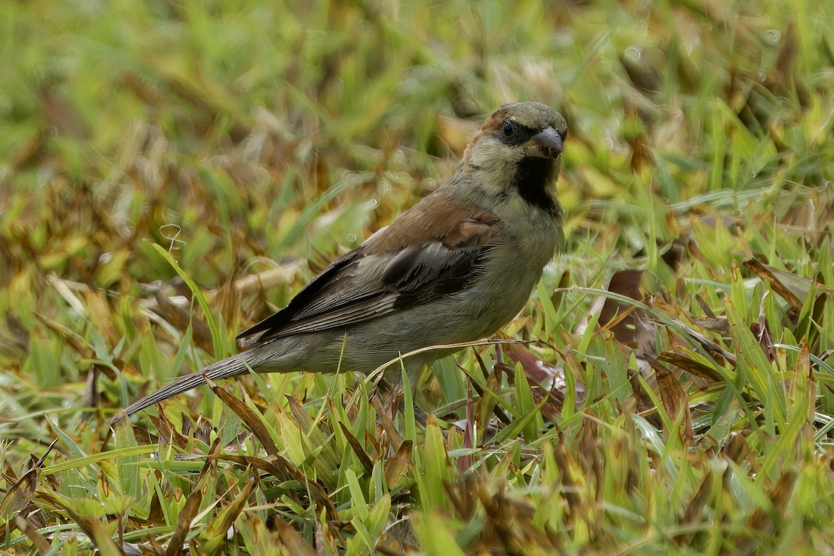 Plain-backed Sparrow - ML620734724