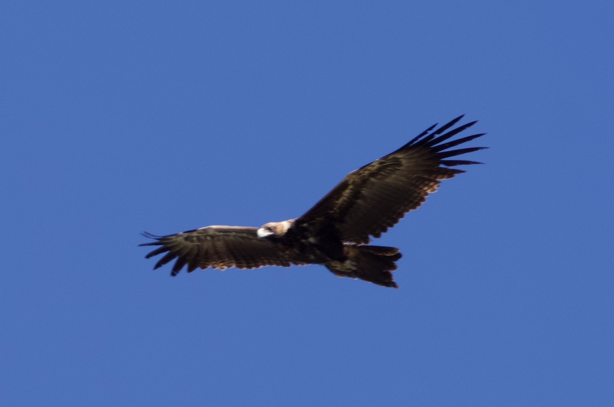 Wedge-tailed Eagle - Yvonne van Netten