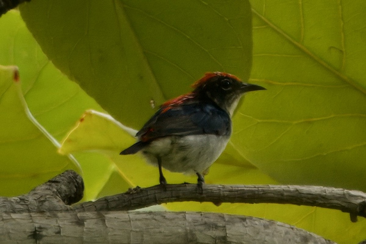 Scarlet-backed Flowerpecker - ML620734727