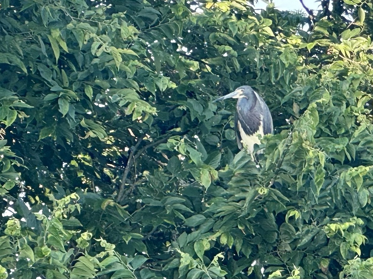 Tricolored Heron - ML620734728