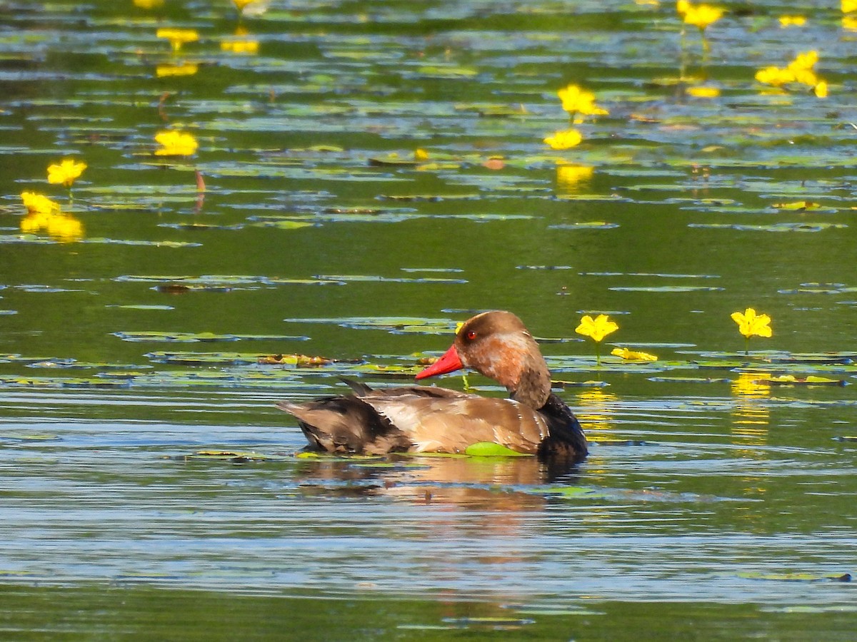 アカハシハジロ - ML620734731