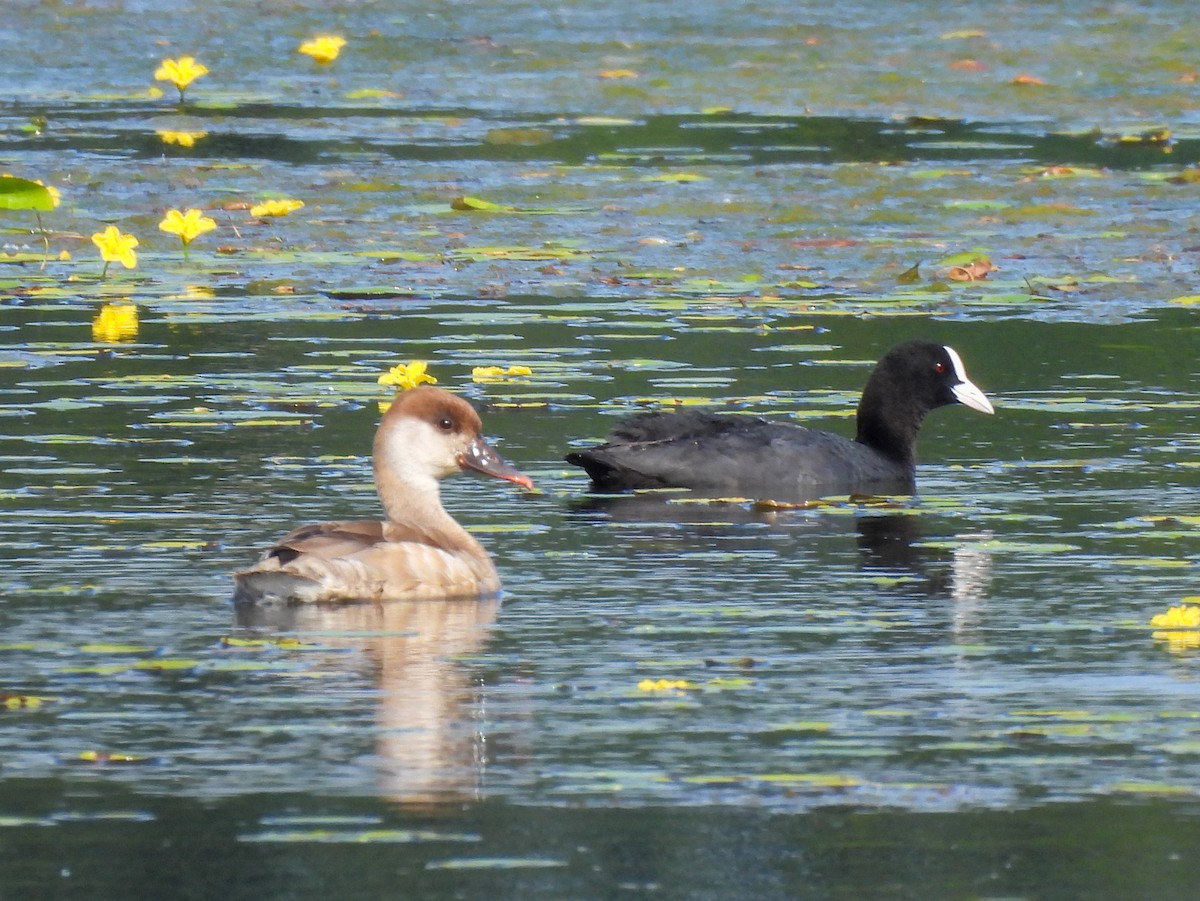 Red-crested Pochard - ML620734732