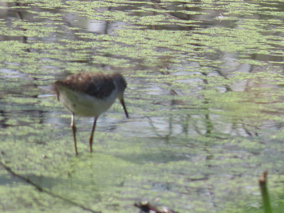 Wood Sandpiper - ML620734733