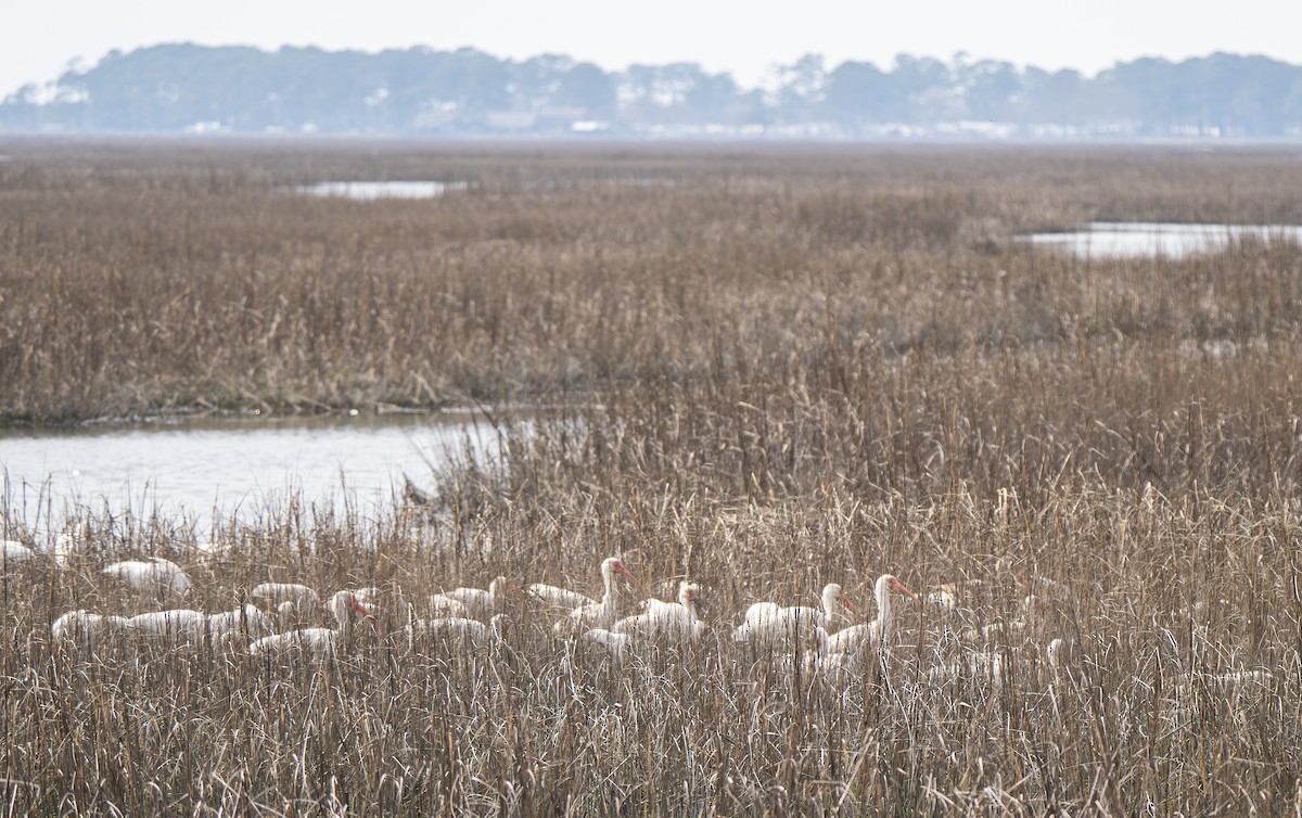 White Ibis - ML620734735