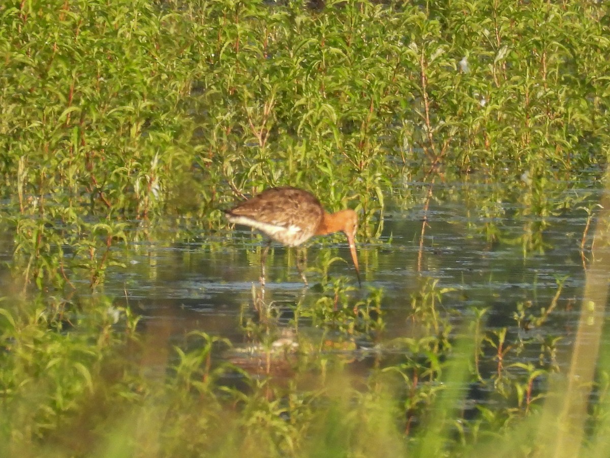 Black-tailed Godwit - ML620734736