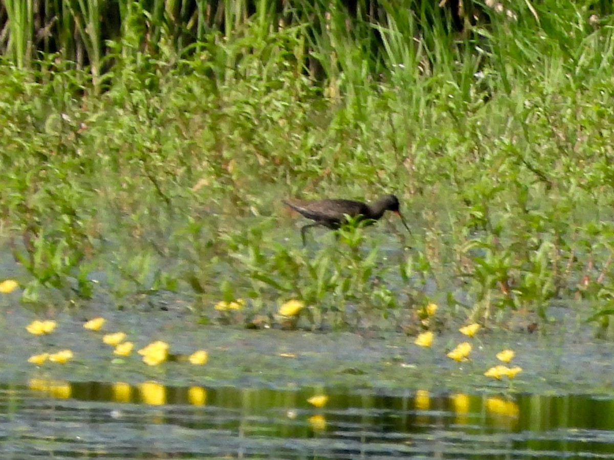 Spotted Redshank - ML620734740