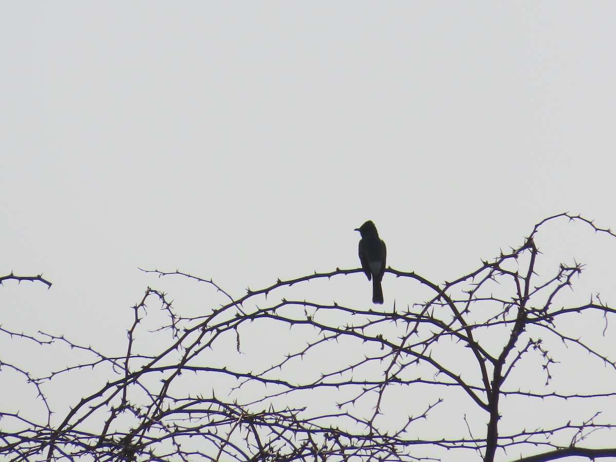 Red-vented Bulbul - ML620734744