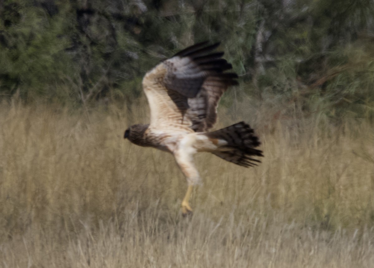 Whistling Kite - ML620734745