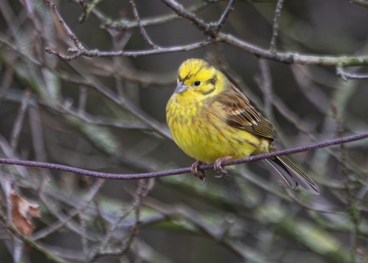 Yellowhammer - ML620734746