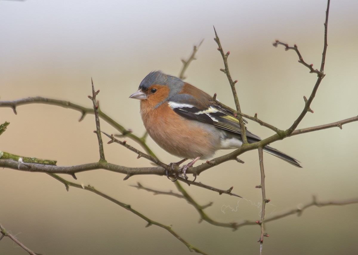 Common Chaffinch - ML620734747