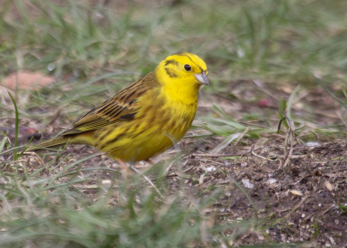 Yellowhammer - Nathaniel Dargue