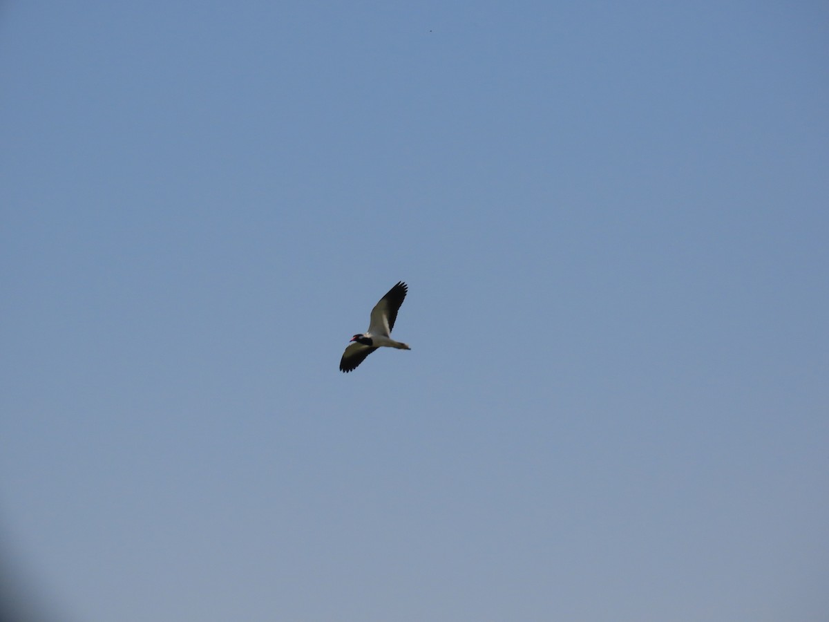 Red-wattled Lapwing - ML620734750