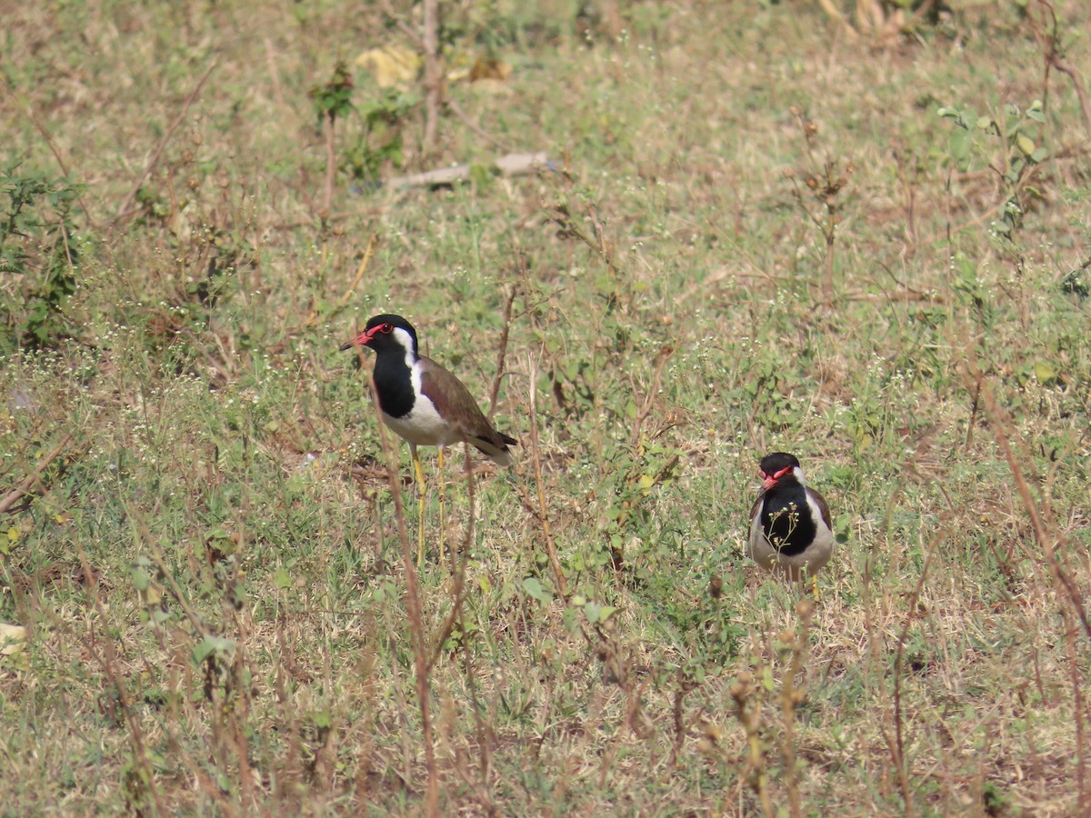 Red-wattled Lapwing - ML620734751