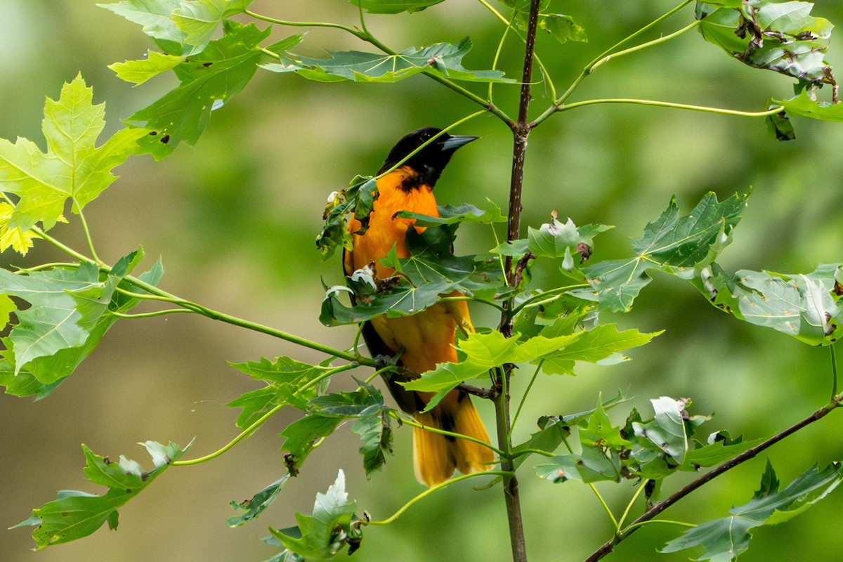 Baltimore Oriole - ML620734755