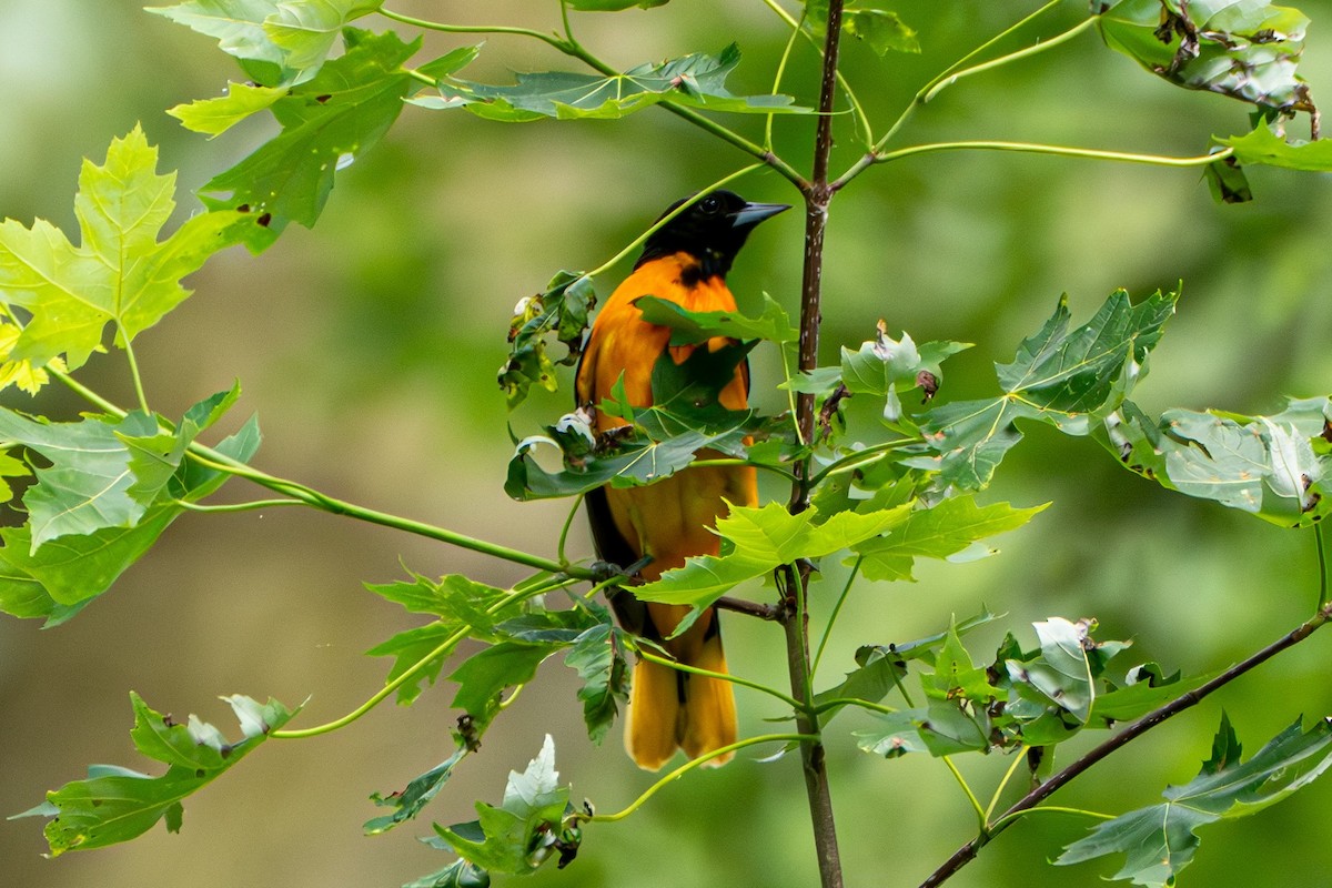 Baltimore Oriole - ML620734756