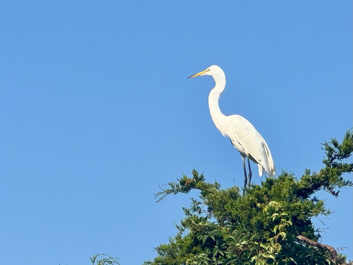 Great Egret - ML620734759