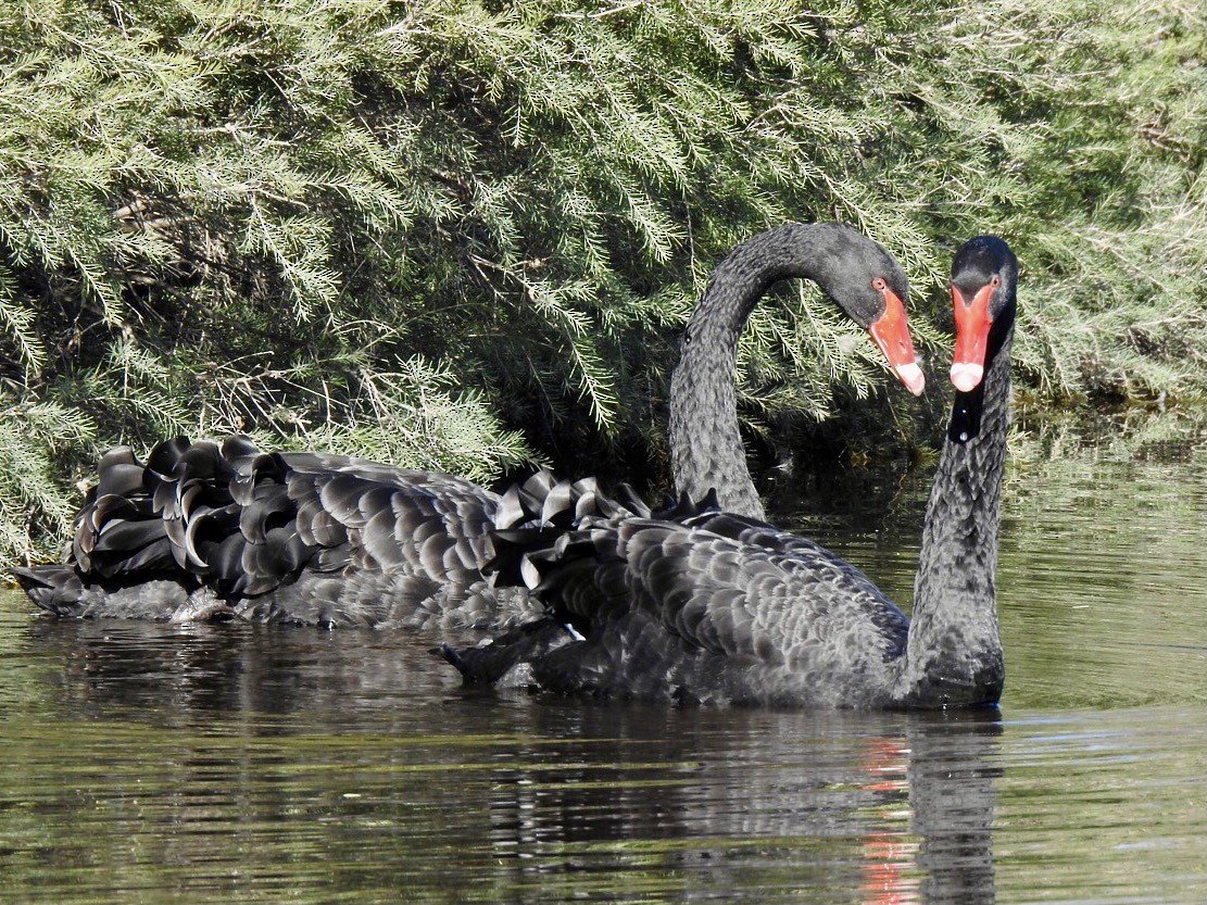 Black Swan - ML620734760