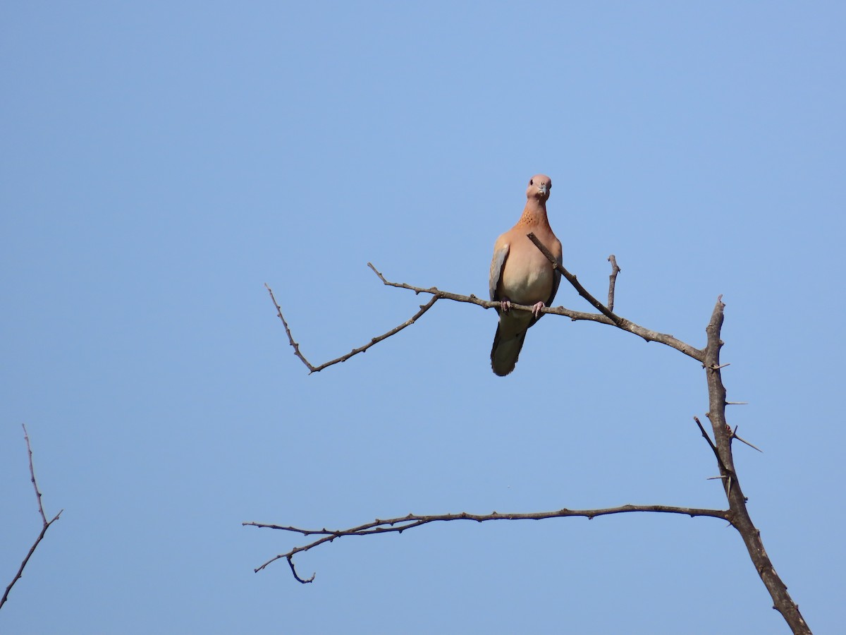 Laughing Dove - ML620734762