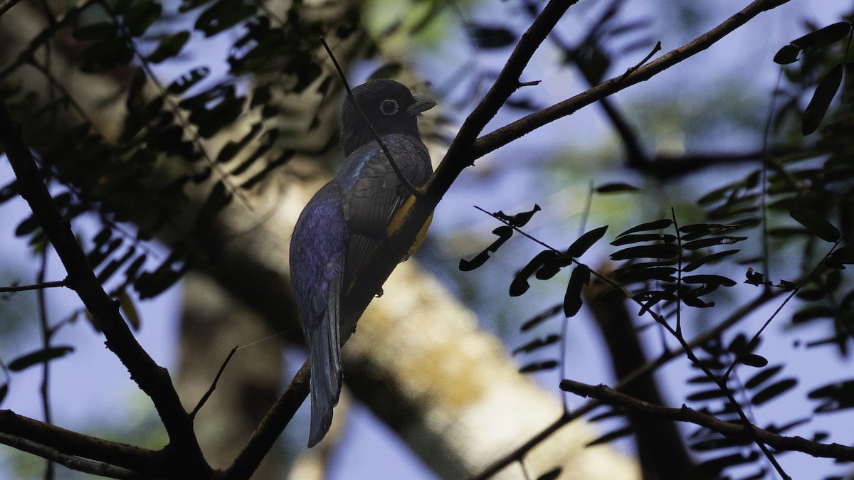 Kara Başlı Trogon - ML620734763