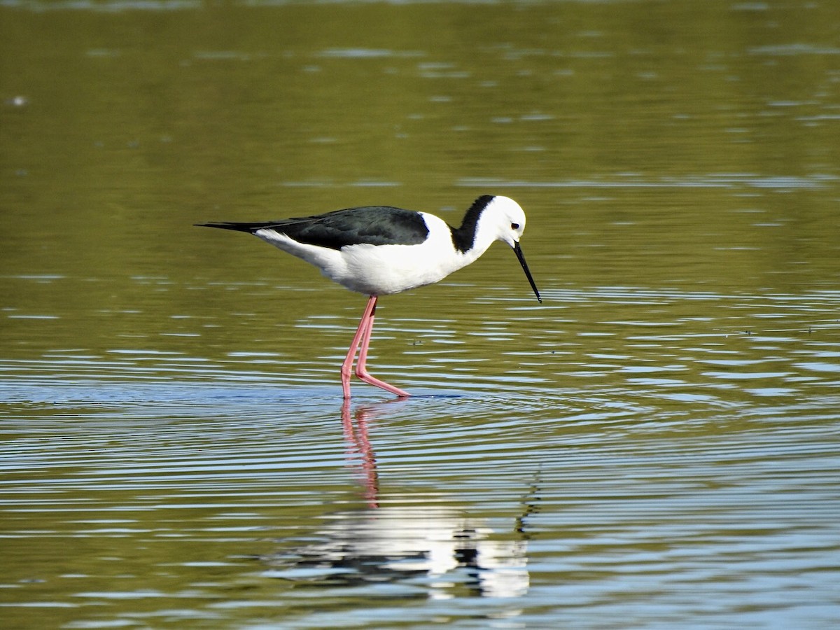 Pied Stilt - ML620734766