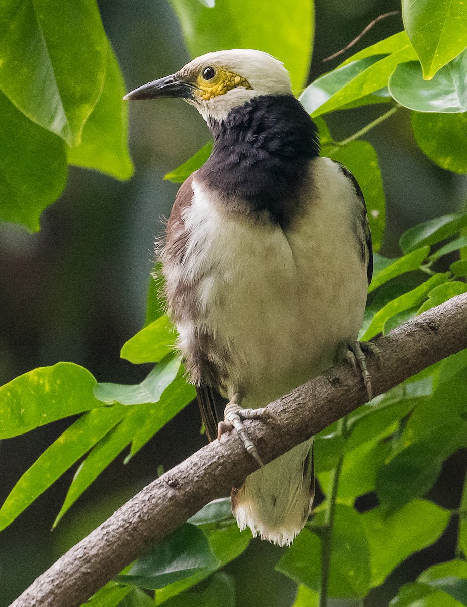 黑領椋鳥 - ML620734767