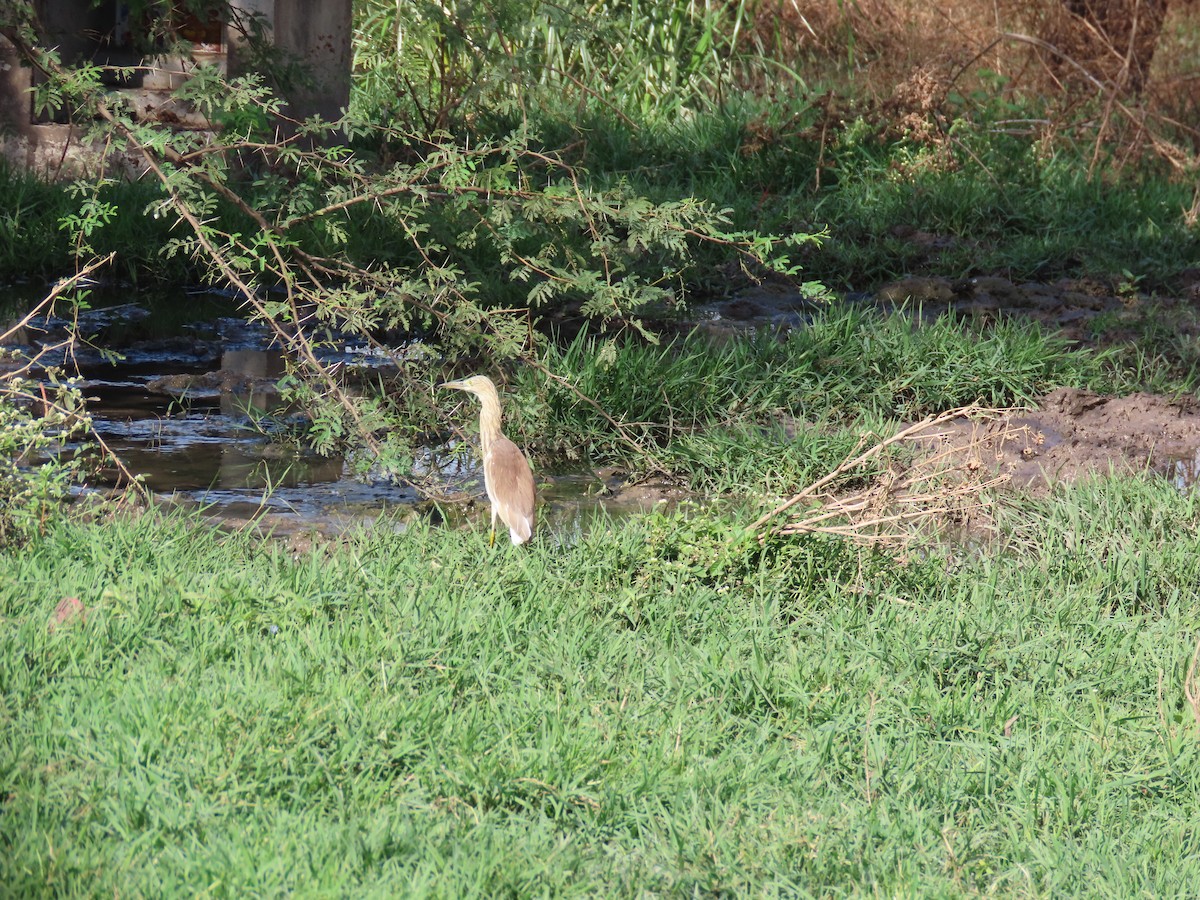 Indian Pond-Heron - ML620734768