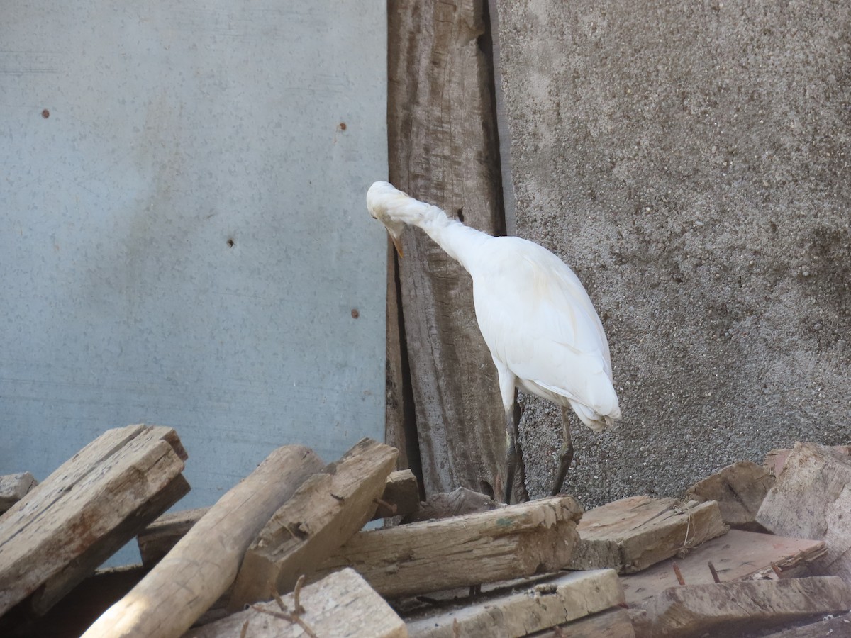 Eastern Cattle Egret - ML620734769