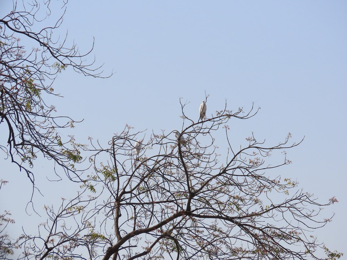 Eastern Cattle Egret - ML620734770