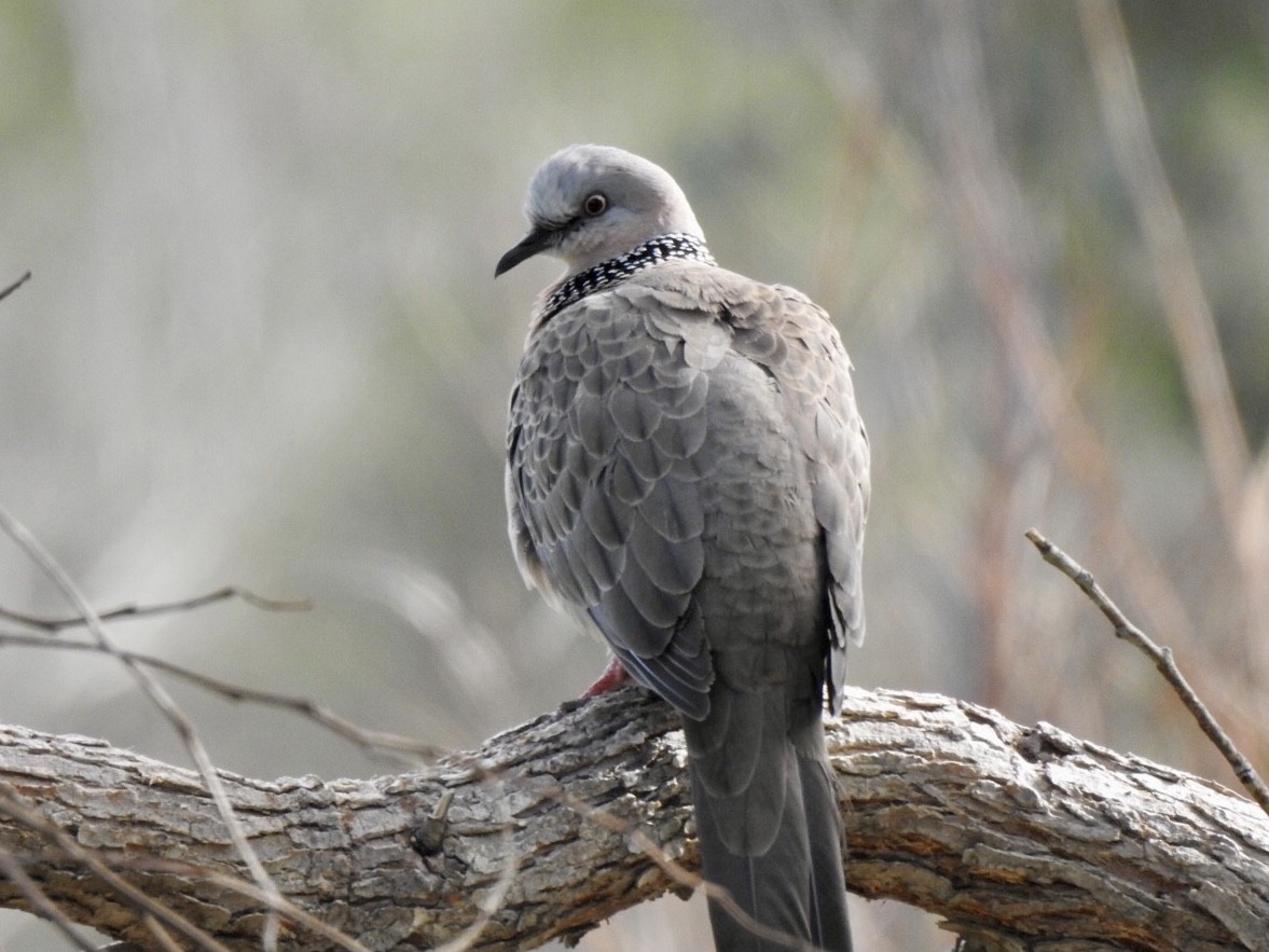 珠頸斑鳩 - ML620734776