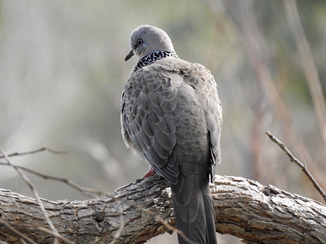 Spotted Dove - ML620734777