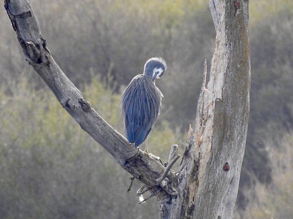 White-faced Heron - ML620734779