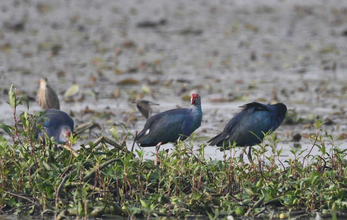 Gray-headed Swamphen - ML620734780